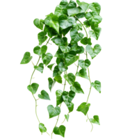 Vibrant green heart shaped leaves of a cascading vine plant isolated on transparent background png