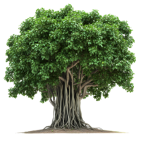 Majestic banyan tree with aerial roots and lush green foliage isolated on transparent background png