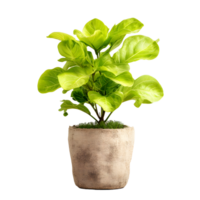 Vibrant green fiddle leaf fig plant in a textured pot isolated on transparent background png