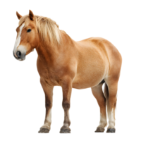 A chestnut colored draft horse standing proudly with a flowing mane isolated on transparent background png