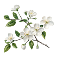 Delicate white cherry blossoms with green leaves on a branch isolated on transparent background png