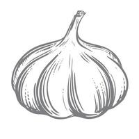 hand drawn illustration of garlic. Head of garlic in engraving style. Detailed drawing of aromatic seasoning. Farmer's market product. Great for menu, label, badge. vector