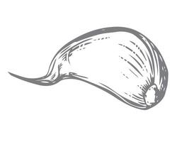 sketch of a garlic clove, hand drawn. Illustration in the style of engraving. Detailed drawing of aromatic seasoning in ink. The clove of garlic lies on the table. Perfect for a menu, label. vector