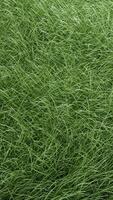 3D animation of tall green grass gently swaying in the wind. Peaceful, natural movement ideal for backgrounds, relaxation content, or nature-themed projects. Realistic and calming. video