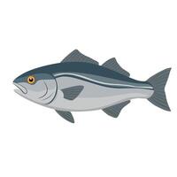 Realistic flat illustration of a fish, ideal for seafood themes, fishing content, biology visuals, or educational marine infographics vector