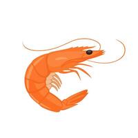 Colorful illustration of a fresh orange shrimp in side view. Suitable for seafood labels, cooking designs, or marine-themed educational and culinary content vector
