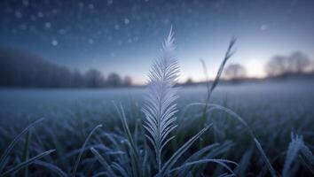 Frosted Feather in Grassy Field Underneath Night Sky photo