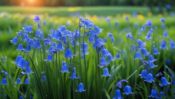 Blooming Bluebell Flowers in a Lush Green Meadow During Sunset photo
