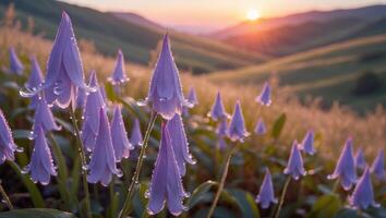 Purple Flowers with Water Droplets at Sunrise Over Rolling Hills photo
