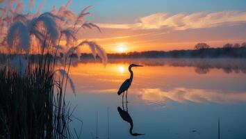 Heron Standing in Water Reflecting Sunrise with Tall Grasses photo