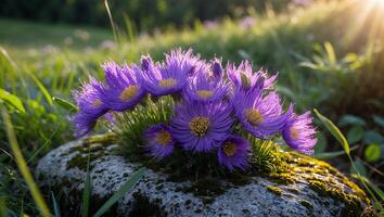 Purple Alpine Aster Flowers Growing on Mossy Rock in Sunlight photo