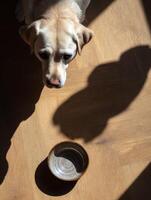 Labrador Gazes at Empty Food Bowl With Shadow Forming a Unique Shape in Sunlit Room photo