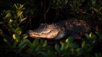 Salty Crocodile Resting in the Shadows of Mangroves During Ambient Light at Dusk photo