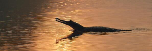 Gharial Emerging From River at Sunset Showcases Sharp Snout Silhouette Against Tranquil Waters photo