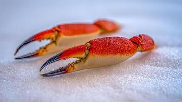 Two red crabs on a white surface photo