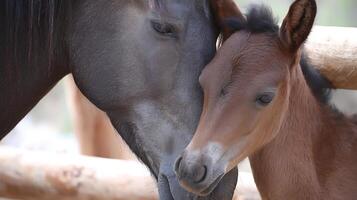 A tender moment between a horse and its foal. photo
