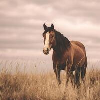 Majestic Brown Horse Stands Proudly in a Field of Tall Grass. photo