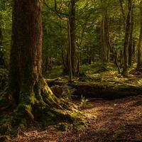 Enchanted Forest Path with Golden Sun Beams Lighting Mossy Trees. photo