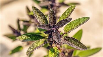Vibrant Sage Leaves Up Close with Natural Lighting. photo