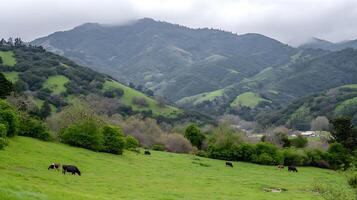 Cattle Graze peacefully on lush green hills under misty mountains. photo