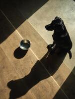 Labrador Sitting Patiently Next to an Empty Food Bowl With a Shadow on the Floor photo