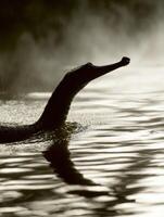 Gharial Emerges From River Waters, Highlighting Its Distinct Sharp Snout in a Misty Environment at Dawn photo
