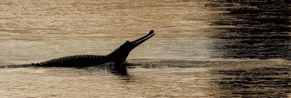 Gharial Emerging From River at Sunset, Sharp Snout Silhouetted Against Golden Water photo