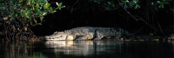 Crocodile Resting in Mangrove Shadows With Ambient Dark Light and Tranquil Water Reflection photo