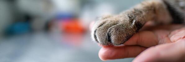 Close-up of Cat Paw Gently Resting in a Veterinarians Hand on a Medical Table During an Examination for Health Assessment photo