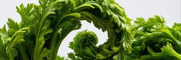 Carrot Tops Arranged in a Spiral Formation Showcasing Vibrant Green Leaves Against a Minimalistic Background photo