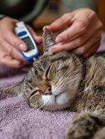 Vet Measures Temperature of Relaxed Cat Using Digital Thermometer in Calm Examination Room photo