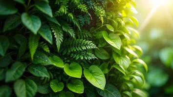 Green plants and sunlight in the background photo