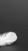 A single, pristine white feather rests delicately on a deep, dark background, evoking a sense of purity, tranquility, and minimalist elegance. photo