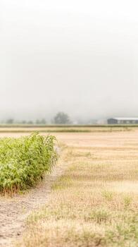 Misty Morning over Verdant and Golden Fields A Serene Rural Landscape with Distant Farm Structures Emerging from the Haze, Capturing Nature's Tranquility photo