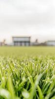 Captivating close-up of vibrant green grass adorned with sparkling morning dew drops, evoking a sense of pristine nature and refreshing tranquility. photo