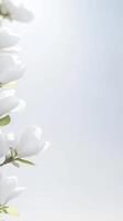 Captivating White Magnolia Blooms Elegant Floral Beauty in Soft Spring Light, a Serene Botanical Masterpiece for Nature-Inspired Designs and Backgrounds photo