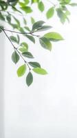 Vibrant Green Leaves with Sparkling Dew Drops on a Branch, Captured Against a Luminous White Background, Evoking Freshness and Natural Serenity photo
