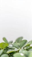 Vibrant Green Leaves Adorned with Sparkling Water Droplets on a Pristine White Background, Capturing Nature's Freshness and Purity in Close-up Detail. photo