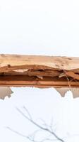Close-up of a severely damaged wooden beam and torn ceiling, revealing the raw structural elements of a building in disrepair. photo