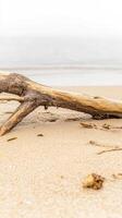 Weathered driftwood rests peacefully on a serene sandy beach, with the soft, muted ocean horizon in the background, embodying natural tranquility and coastal beauty. photo