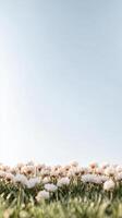 Serene Field of Delicate White Daisies Under a Bright Blue Sky, Capturing the Tranquil Beauty of Nature's Bloom in a Lush Green Meadow. photo