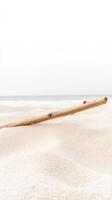 Minimalist Composition of Weathered Driftwood Resting on White Sand, Overlooking a Tranquil Ocean Horizon on a Bright, Calm Day photo