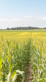 Sun-kissed golden wheat stalks create a mesmerizing natural pathway through a vast, verdant agricultural field under a pristine, clear blue summer sky. photo