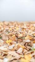 Golden Autumn Leaves Carpet the Ground A Serene Close-Up of Nature's Seasonal Beauty and Earthy Textures in Fall photo