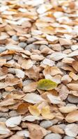Golden Autumn Leaves and Smooth Pebbles Create a Tranquil Ground Texture, Evoking the Serene Beauty of the Changing Season. photo