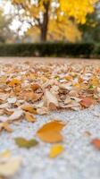 Vibrant Autumn Leaves Carpet the Ground in a Golden Display, Capturing the Tranquil Beauty of the Fall Season in a Park Setting photo
