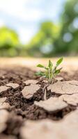 Symbol of Hope Resilient Green Plant Sprouts from Dry, Cracked Earth, Highlighting Environmental Revival and Climate Change Challenges photo