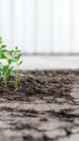 Vibrant Green Seedlings Emerge from Rich Earth, Symbolizing New Life and Growth in a Cultivated Garden. Fresh Beginnings in Nature. photo