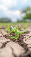 Resilient Green Seedling Thriving in Cracked Earth, a Symbol of New Life and Hope Amidst Arid Conditions. Nature's Persistent Growth. photo