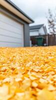 Vibrant Golden Ginkgo Leaves Blanketing a Residential Driveway in a Warm Autumn Glow, Capturing the Essence of the Seasonal Change. photo